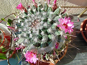 Pink cactus flower in the garden, close-up.