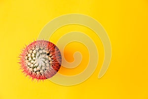 Pink cactus top view. Concept on Yellow background
