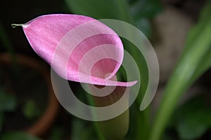 Pink cala lilly