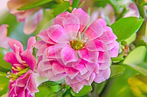 Pink Calandiva flowers, Kalanchoe, family Crassulaceae, close up, bokeh gradient background photo