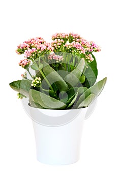 Pink Calandiva flowers or Kalanchoe in pot on white background