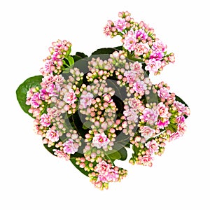 Pink Calandiva flowers or Kalanchoe, view from above