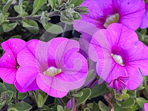 Pink Calibrachoa, small Petunia like trailing perennial