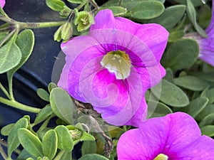 Pink Calibrachoa, small Petunia like trailing perennial