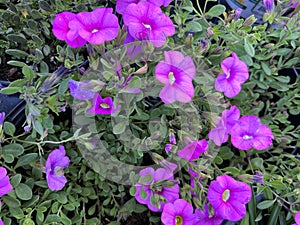 Pink Calibrachoa, small Petunia like trailing perennial