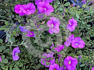 Pink Calibrachoa, small Petunia like trailing perennial