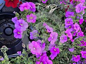 Pink Calibrachoa, small Petunia like trailing perennial