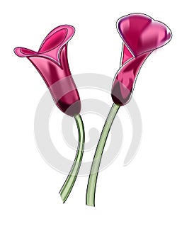 Pink calla