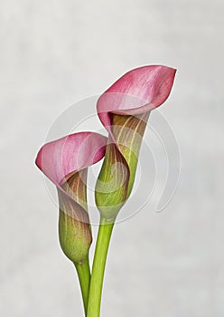 Pink Calla Flowers Close Up