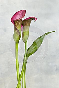 Pink Calla Flowers Close Up