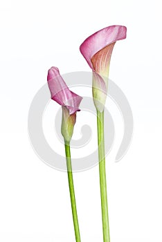 Pink Calla Flowers Close Up