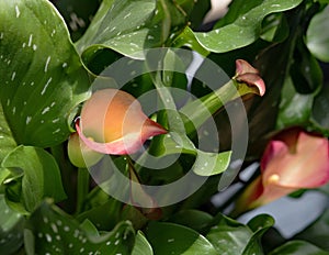 Pink Calla Lilies in Bloom