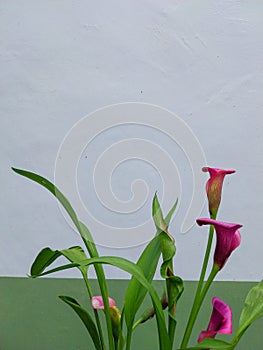 Pink calla lilies in bloom.