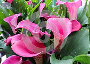 Pink calla lilies grouped together