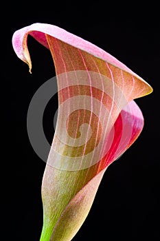 Pink Calla lilly