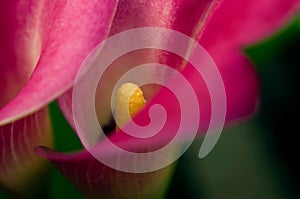 Pink Calla Lilly's