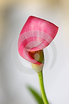 Pink calla lily