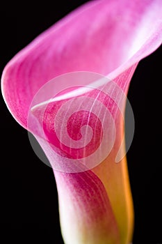 Pink calla lily