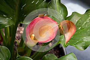 Pink Calla Lily from Above