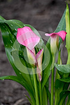 Pink Calla Lily Flower in Garden