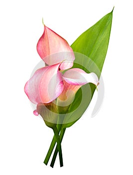 Pink Calla Lily flower with green leaf isolated on white background, path