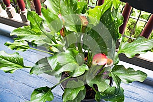 Pink Calla Lily Plant with Spotted Leaves