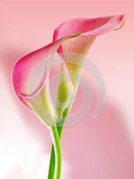 Pink callas