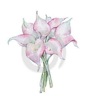 Pink callas bouquet watercolor art