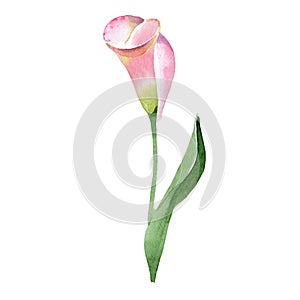 Pink callas. Floral botanical flower. Wild spring leaf wildflower isolated.