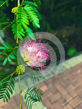 Pink Calliandra surinamensis or Surinum Powderpuff flower.