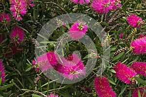 Pink callistemon bottlebrush flowers in the tropical garden