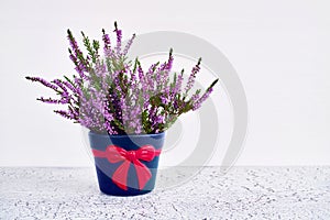 Pink calluna vulgaris or common heather flowers in decorative fl