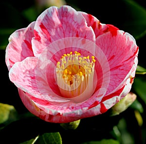 Pink Camelia