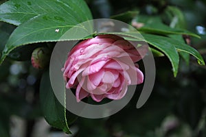 Pink Camelia flower facing downward.