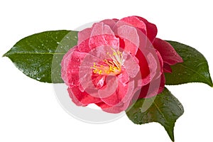 Pink camellia