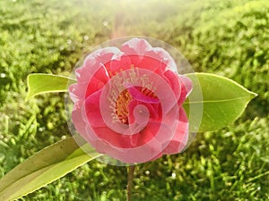 A pink camellia in back light with green lawn background.