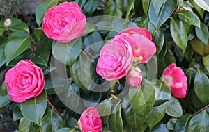 Pink Camellia in Bloom.