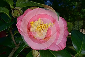 Pink Camellia Bloom