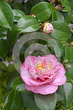 Pink camellia blooming