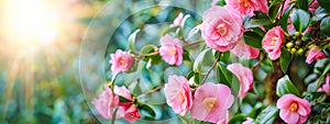 Pink Camellia Blooms in Lush Foliage. Growing roses in the garden