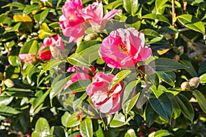 Pink camellia bush with flowers in bloom