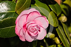 Pink camellia flower in bloom