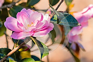 Pink camellia flower in bloom photo