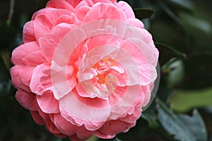 Pink Camellia flower close-up