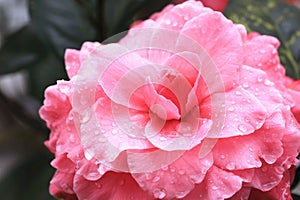 Pink Camellia flower closeup