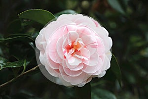 Pink Camellia flower closeup