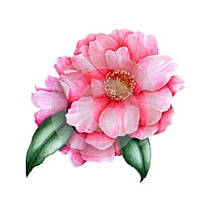 Pink camellia flower element. Lush spring blossom and green leaves. Bright camellia watercolor flower. Hand drawn