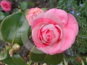 Pink camellia flower in the garden