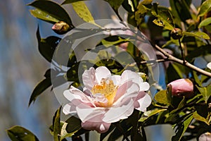 Pink camellia flower head