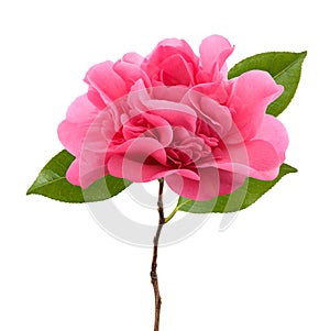 Pink Camellia flower